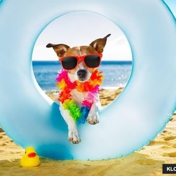 Willowbend Pet Sitting - Pet Sitting Near Me Willowbend Pet Sitting - Pet Sitting Near Me