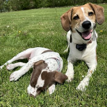 East Coast Adoption Agency - Animal Shelters Near Me East Coast Adoption Agency - Animal Shelters Near Me