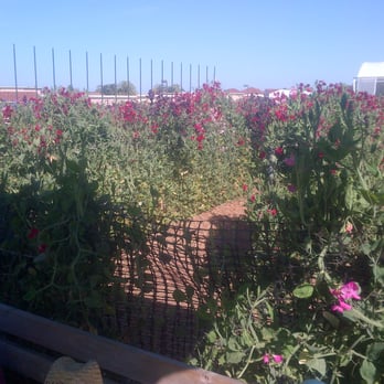 The Flower Fields - The sweet pea maze - Venues & Event Spaces Near Me - Carlsbad, California The Flower Fields - The sweet pea maze - Venues & Event Spaces Near Me - Carlsbad, California