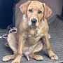 Photo of Grosse Pointe Animal Clinic