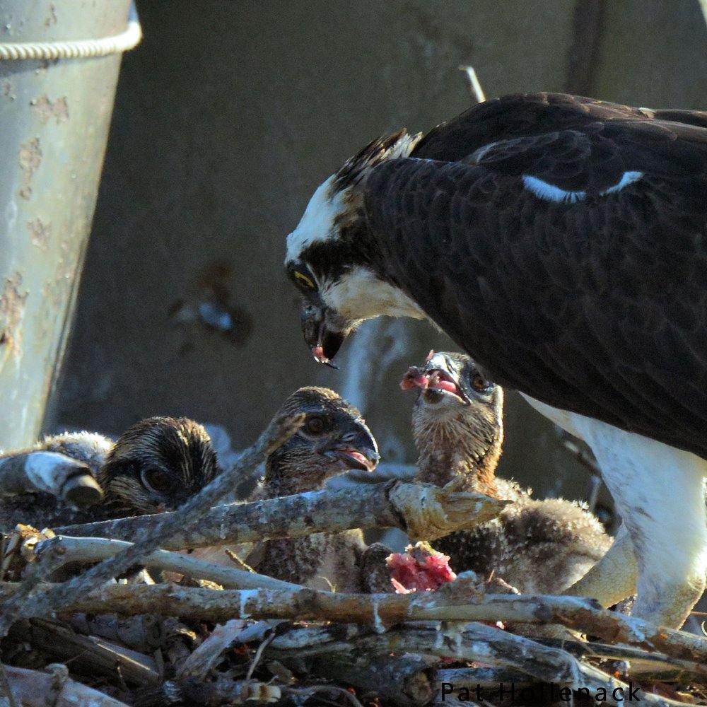 Birding By Boat on the Osprey - Osprey chicks being fed - Tours Near Me - Cape May, New Jersey Birding By Boat on the Osprey - Osprey chicks being fed - Tours Near Me - Cape May, New Jersey