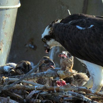 Birding By Boat on the Osprey - Osprey chicks being fed - Tours Near Me - Cape May, New Jersey Birding By Boat on the Osprey - Osprey chicks being fed - Tours Near Me - Cape May, New Jersey