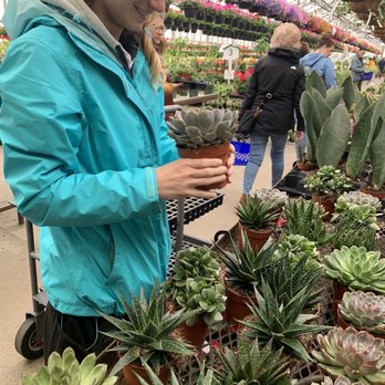Kane's Flower World - Lots of succulents - Nurseries & Gardening Near Me - Danvers, Massachusetts