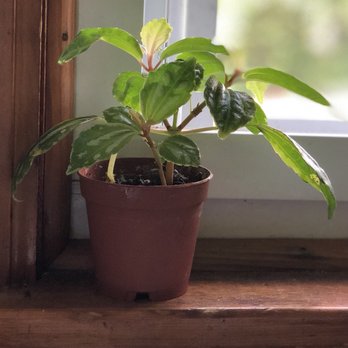 Country Flower Farms - Nurseries & Gardening Near Me - Middlefield, Connecticut