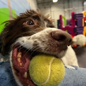 Dogtastic Fun - Pet Boarding Near Me - Woodridge, Illinois