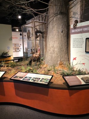 Burpee Museum of Natural History by null