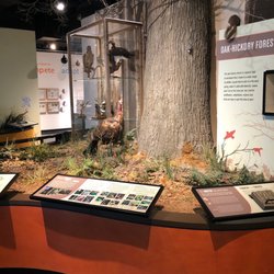 Burpee Museum of Natural History - Oak tree forest