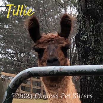 Choices Pet Sitters - Pet Sitting Near Me Choices Pet Sitters - Pet Sitting Near Me