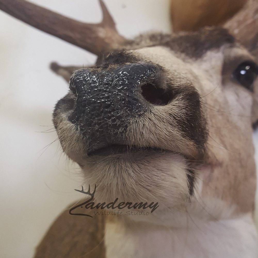 Zandermy Wildlife Studio - taxidermy in Columbus, NE