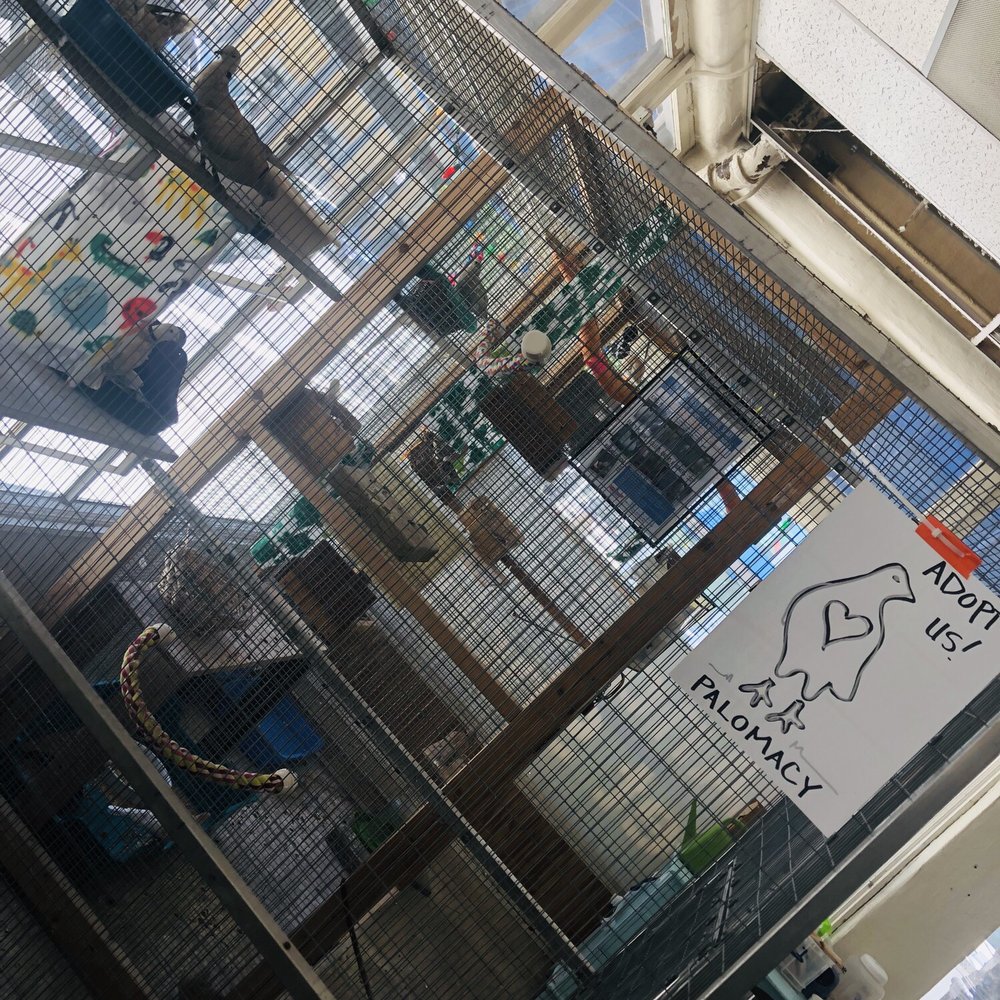 Andy's Pet Shop - Ready for adoption! - Pet Stores Near Me - San Jose, California Andy's Pet Shop - Ready for adoption! - Pet Stores Near Me - San Jose, California