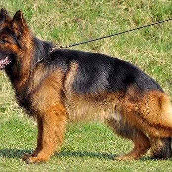 Long Coat Long Haired German Shepherd Breeder In Indiana Yelp