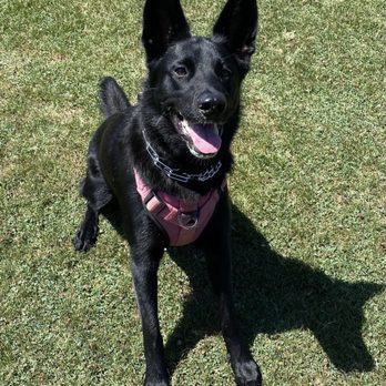 Active Dogzz - Reyka! Val working to wear her out! - Pet Training Near Me - Ventura, California Active Dogzz - Reyka! Val working to wear her out! - Pet Training Near Me - Ventura, California