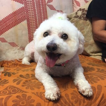 Live Love Pet - Happy moco - Pet Groomers Near Me - Honolulu, Hawaii