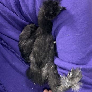 Chickens Galore - My special needs chicken - Pet Stores Near Me - Norco, California