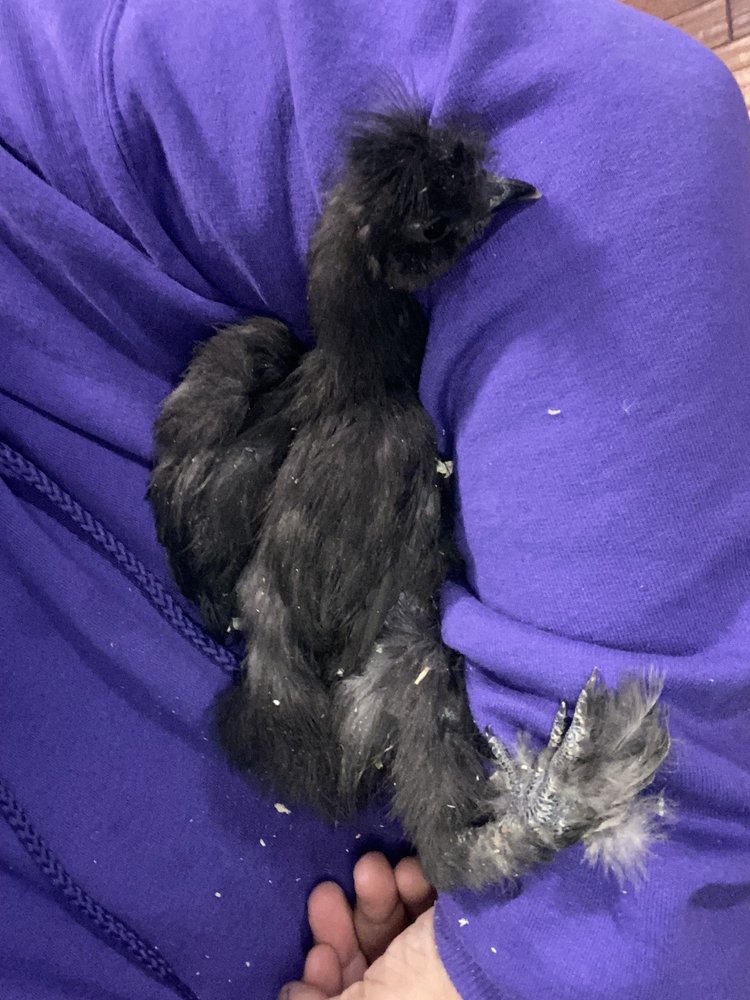 CHICKENS GALORE 92 Photos & 98 Reviews 4291 Valley View, Norco, CA Yelp