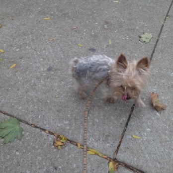 PetSmart - Hi! I'm looking for new sweaters and freeze dried fish. - Pet Adoption Near Me - Chicago, Illinois
