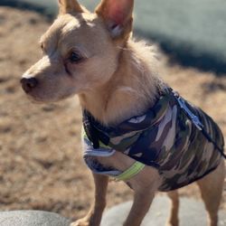 Los Amigos Park - More dog photos on log plank thing