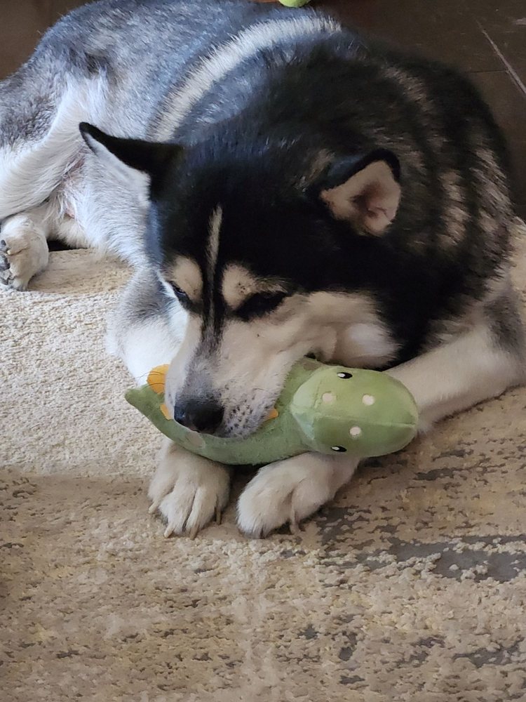 DOBESH VET CLINIC Updated September 2024 2911 S 120th St, Omaha