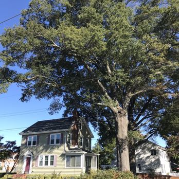 Tall Tree Service - One of the willow oaks trimmed up. - Tree Services Near Me Tall Tree Service - One of the willow oaks trimmed up. - Tree Services Near Me