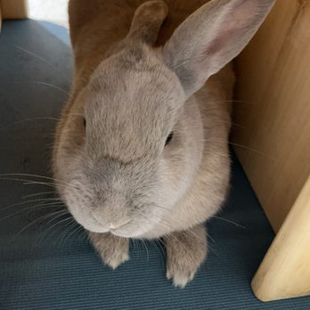 The Bunny Café - Hello there! - Pet Adoption Near Me - Vancouver, British Columbia The Bunny Café - Hello there! - Pet Adoption Near Me - Vancouver, British Columbia