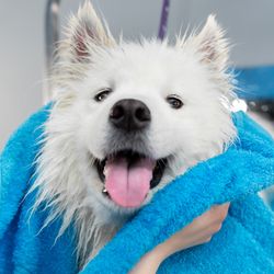 Zoomin Groomin
