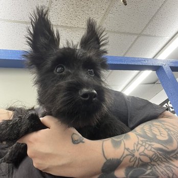 Chews 4 Paws - Pet Groomers Near Me - Phoenix, Arizona