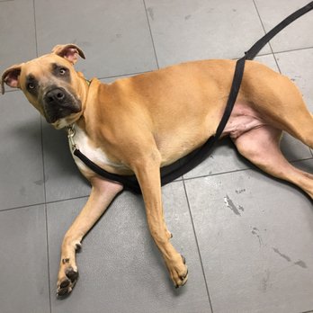 Petco - Thor is the sweetest 90 lb dog ever! He's a very good boy who's been training with me since he was a baby - Pet Stores Near Me - Los Angeles, California Petco - Thor is the sweetest 90 lb dog ever! He's a very good boy who's been training with me since he was a baby - Pet Stores Near Me - Los Angeles, California