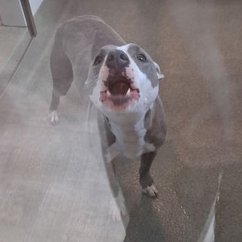 Grapevine Animal Services - Animal Shelters Near Me - Grapevine, Texas