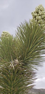 Santa Fe Saloon & Motel by null