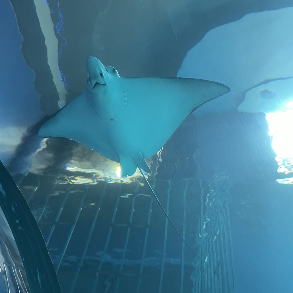 Texas State Aquarium - Sting ray swimming above us - Aquariums Near Me - Corpus Christi, Texas Texas State Aquarium - Sting ray swimming above us - Aquariums Near Me - Corpus Christi, Texas