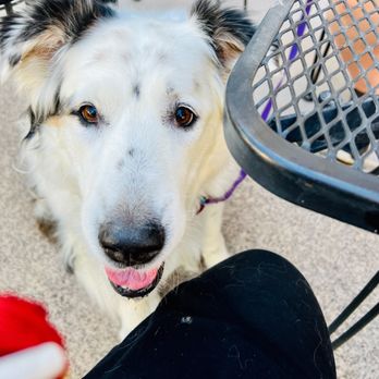 Those Guys Pies - dog getting craft beef dog biscuit - Cheesesteaks Near Me - North Las Vegas, Nevada Those Guys Pies - dog getting craft beef dog biscuit - Cheesesteaks Near Me - North Las Vegas, Nevada