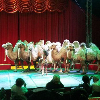 Florida State Fairgrounds  - Camel show at Circus instead of elephants! So smart! - Festivals Near Me - Tampa, Florida