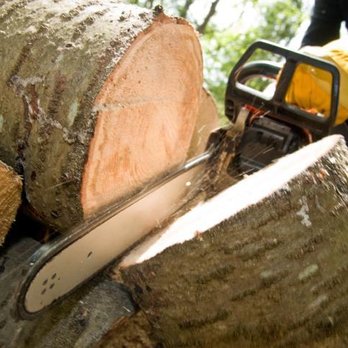 Garcia Amigo Tree Service - cutting up tree in fremont california - Tree Services Near Me - Fremont, California Garcia Amigo Tree Service - cutting up tree in fremont california - Tree Services Near Me - Fremont, California