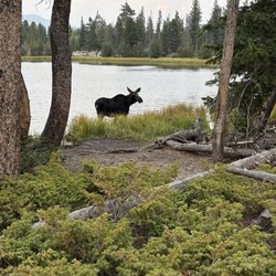 Sprague Lake - Baby moose