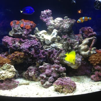 Ultimate Aquarium - My new tank.  (..;  It's wonderful!! - Aquarium Services Near Me - Visalia, California