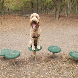 Lady Bird Johnson Dog Park