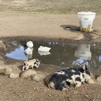 Folded Hills Winery - Piggies - Wine Tasting Room Near Me - Gaviota, California Folded Hills Winery - Piggies - Wine Tasting Room Near Me - Gaviota, California