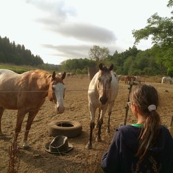 Cougar Mountain Stables