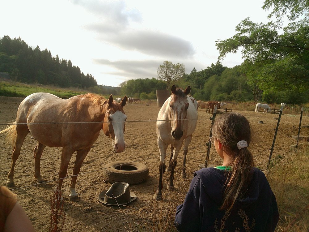 Cougar Mountain Stables - equestrian in Renton, WA