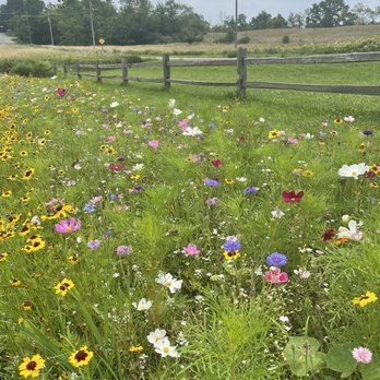 Manchester Blooms - One of the many fields of flowers to pick from - Pick Your Own Farms Near Me - Manchester, Michigan Manchester Blooms - One of the many fields of flowers to pick from - Pick Your Own Farms Near Me - Manchester, Michigan