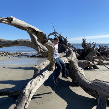 Driftwood Beach - Driftwood Beach - Beaches Near Me - Jekyll Island, Georgia