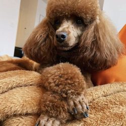 Le Pet Spa
