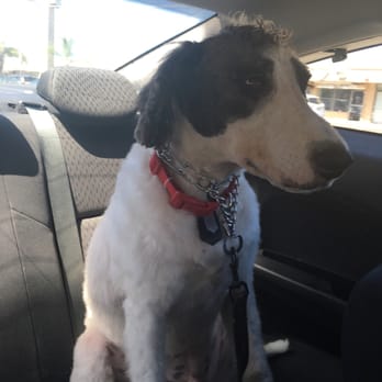 Rio's Pet Spa & Boarding - Pet Groomers Near Me - North Miami, Florida Rio's Pet Spa & Boarding - Pet Groomers Near Me - North Miami, Florida
