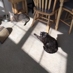 Mark's Mates Cat Sitting