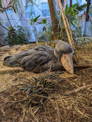 The Dallas World Aquarium by null