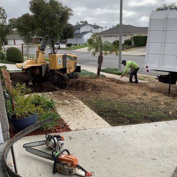 Premier Tree Experts - Tree Services Near Me - Orange, California Premier Tree Experts - Tree Services Near Me - Orange, California