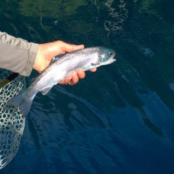 Waters West - Beardslee Trout, endemic only to Lake Crescent. They're beautiful! - Fishing Near Me - Port Angeles, Washington Waters West - Beardslee Trout, endemic only to Lake Crescent. They're beautiful! - Fishing Near Me - Port Angeles, Washington