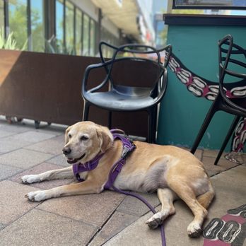 El Raval - Dog friendly patio - Spanish Near Me - Austin, Texas