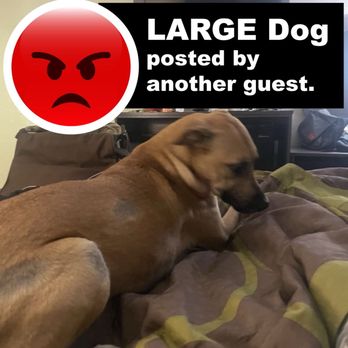 Super 8 by Wyndham Ithaca - Avoid fleas and barking! Avoid this motel! - Hotels Near Me - Ithaca, New York