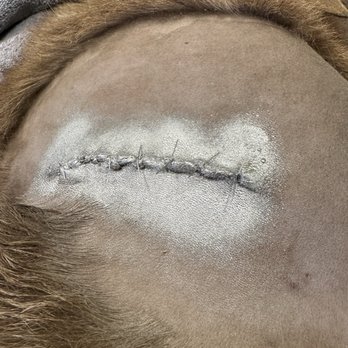 East County Large & Small Animal Practice - Special spray to protect her incision from infection - Veterinarians Near Me - El Cajon, California East County Large & Small Animal Practice - Special spray to protect her incision from infection - Veterinarians Near Me - El Cajon, California